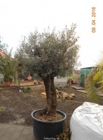 olae europea bonsai